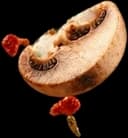 مشروم طازج